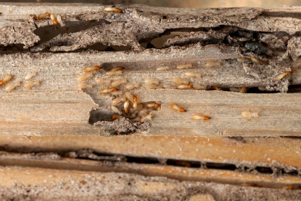 Best Best Pest Control Companies  in Somerset, MD