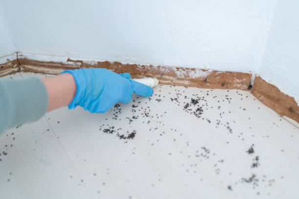 Best Cockroach Control Services  in Somerset, MD